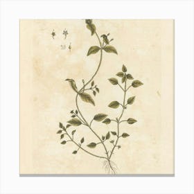 Botanical Illustration Of A Plant Canvas Print