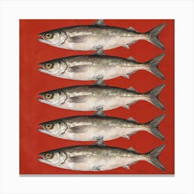 Sardines 3 Canvas Print