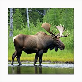 Moose Antlers Wildlife Herbivore North America Forest Majestic Large Bull Cow Calf Solita (6) Canvas Print