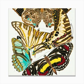 Butterflies Of The World 2 Canvas Print