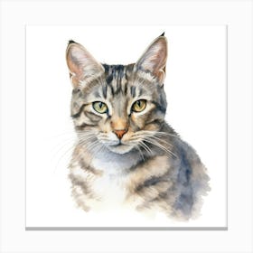 American Wirehair Shorthair Cat Portrait 1 1 Canvas Print