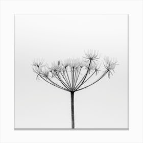 Frosted Seed Head Square Canvas Print
