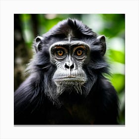 Black Endangered Nature Lowland Malaysia Mammal Buddhism Travel Beautiful Zoo Building Te (1) Canvas Print