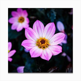 Glowing Dahlias Canvas Print