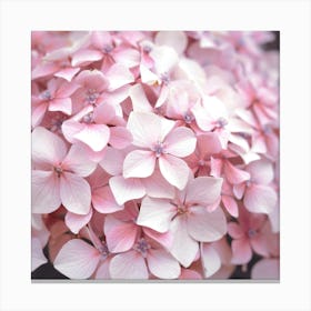 Pastel pink hydrangea flowers - summer nature and travel photography by Christa Stroo photography Canvas Print