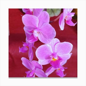 Orchids Stock Videos & Royalty-Free Footage Canvas Print