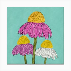 Echinacea in bloom Canvas Print
