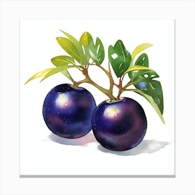 Jaboticaba Canvas Print