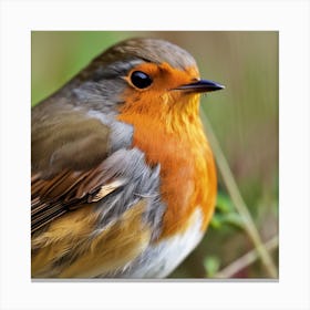 Robin Canvas Print