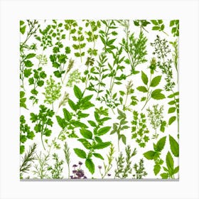 Herbs As A Background (86) Canvas Print