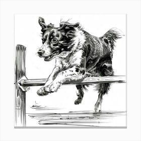 Border Collie Jumping Over Fence Canvas Print