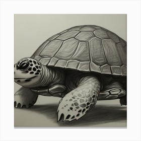 Turtle Canvas Print