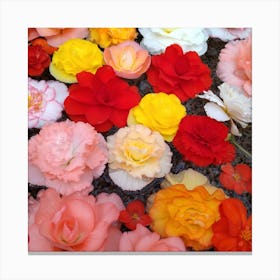 Carnations 3 Canvas Print