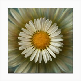 Daisy 1 Canvas Print