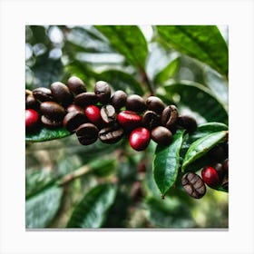 Coffee Beans On A Tree 35 Canvas Print