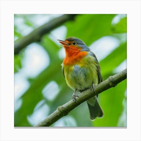 Rufous-Tailed Robin Canvas Print