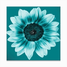 Teal Sunflower Square Canvas Print