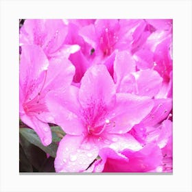 Pink Azaleas 6 Canvas Print