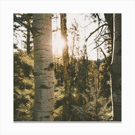 Sun Peeking Through Trees Canvas Print