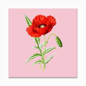 Poppies 1 Canvas Print