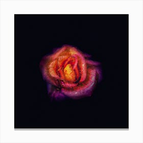 Rose In The Dark Canvas Print