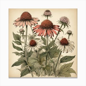 Echinacea Spices And Herbs Retro Drawing Art Print 2 Canvas Print