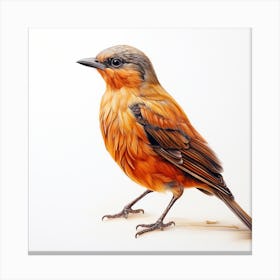 Robin Canvas Print