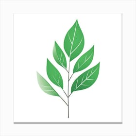 Green Leaf Canvas Print