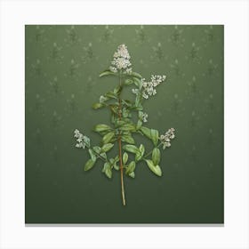 Vintage Wild Privet Botanical on Lunar Green Pattern n.2565 Canvas Print