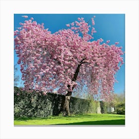 Blossoming Cherry Tree Canvas Print