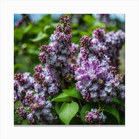 Lilas 3 Canvas Print