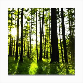 Sunbeams In The Forest Canvas Print