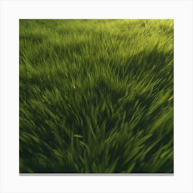 Green Grass 35 Canvas Print