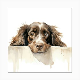 Spaniel Boykin 4 Canvas Print