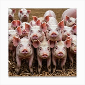 Pigs On A Farm Canvas Print