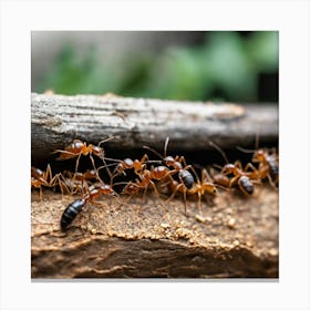 Ants On A Log 1 Canvas Print