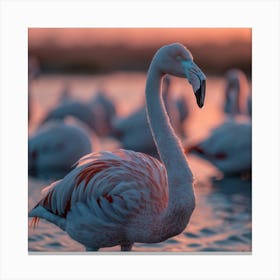 Flamingos At Sunset 2 Canvas Print