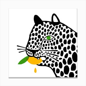 Big Cat Eating A Lemon Square Canvas Print