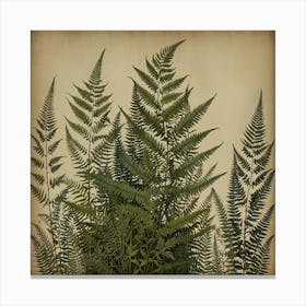 Ferns 13 Canvas Print