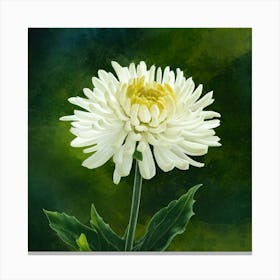 Chrysanthemum 1 Canvas Print