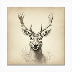 Deer Head 12 Canvas Print