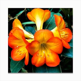 In The Garden Rhododendron flower Lienzo