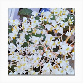 White Orchid 2 Canvas Print