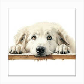 White Shepherd Dog 1 Canvas Print