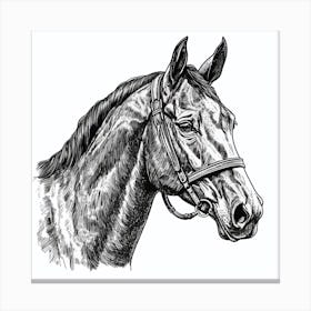 Horse Head Vector Illustration Canvas Print