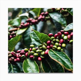 Coffee Beans On A Tree 20 Canvas Print