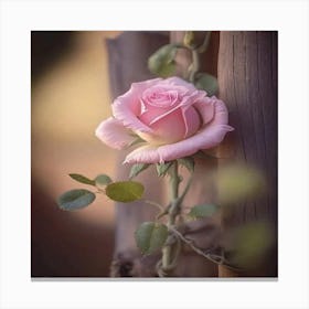 Pink Rose Canvas Print