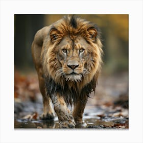 Lion Walking In The Forest 2 Canvas Print