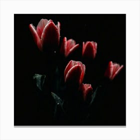 Red Tulips In The Dark Canvas Print