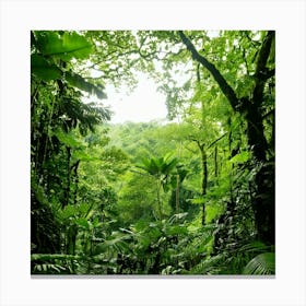 Firefly Rainforest Forest Background 8540 Leinwandbild